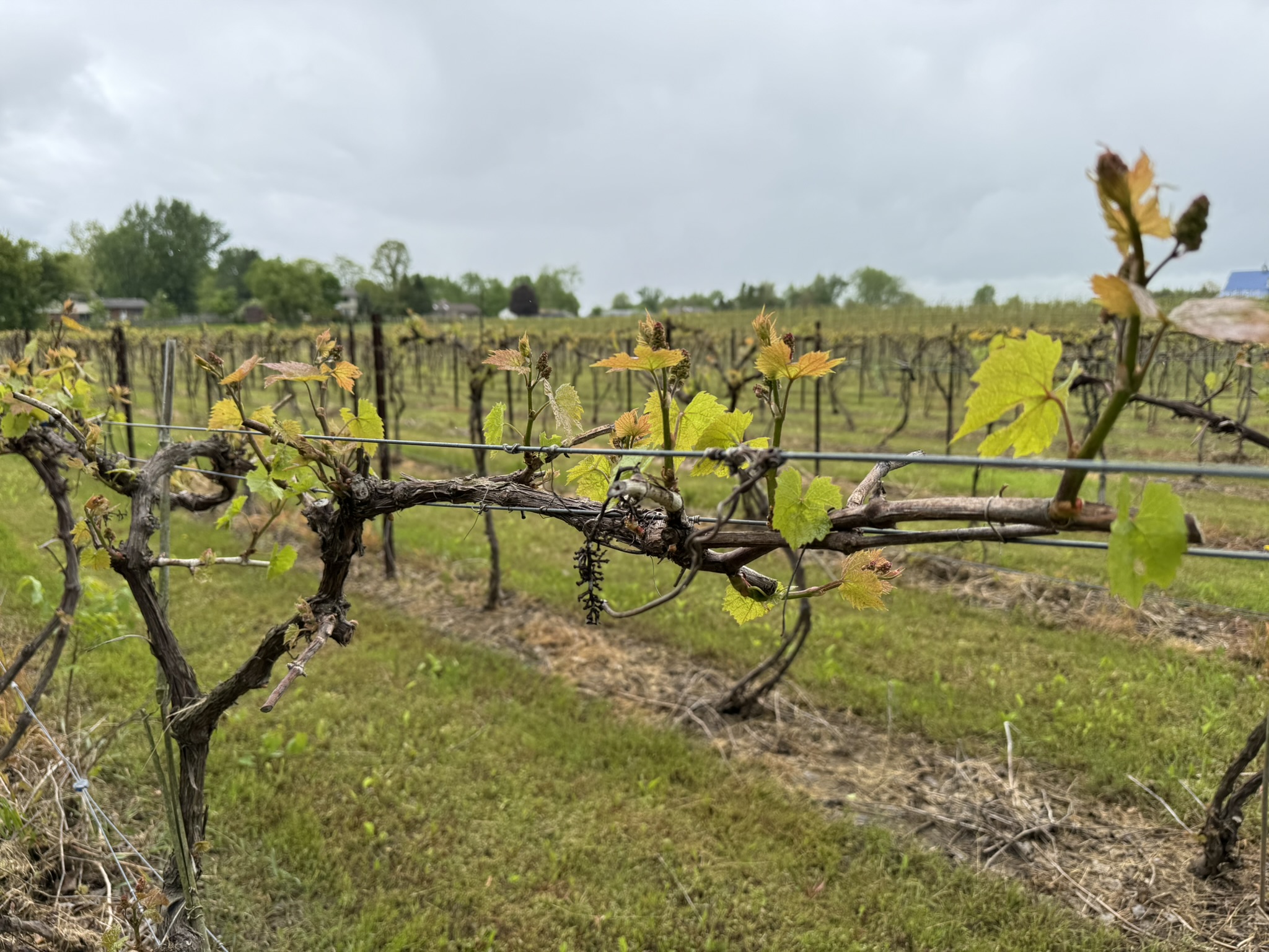 Photo 6 Grape Scouting report 5-28-2025.jpg